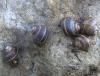 Cornu aspersum