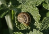 Cornu aspersum
