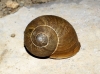 Cornu aspersum aspersum