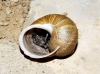 Cornu aspersum aspersum