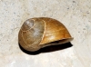 Cornu aspersum aspersum