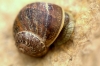 Cornu aspersum aspersum