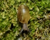 Cornu aspersum aspersum