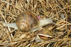 Cornu aspersum aspersum