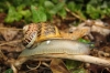 Cornu aspersum aspersum