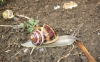 Cornu aspersum aspersum