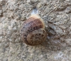 Eobania vermiculata Eobania vermiculata