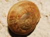 Eobania vermiculata Eobania vermiculata