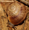 Eobania vermiculata Eobania vermiculata