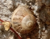 Eobania vermiculata Eobania vermiculata