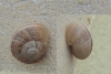 Eobania vermiculata Eobania vermiculata