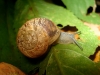 Eobania vermiculata Eobania vermiculata