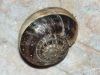 Eobania vermiculata Eobania vermiculata
