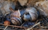 Eobania vermiculata