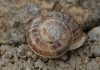 Eobania vermiculata