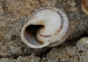 Eobania vermiculata