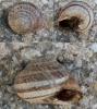 Eobania vermiculata Eobania vermiculata