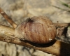 Eobania vermiculata Eobania vermiculata