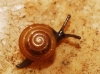 Euconulus sp.
