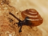 Euconulus sp.