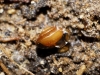 Euconulus sp.