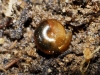 Euconulus sp.