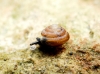 Euconulus sp.