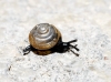 Euconulus sp.