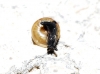 Euconulus sp.