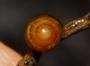 Euconulus sp.
