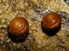 Euconulus sp.