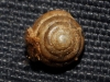 Euconulus sp.