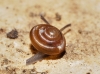 Euconulus sp.