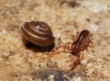 Euconulus sp.