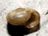 Euomphalia strigella