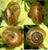 Euomphalia strigella