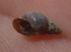 Galba truncatula