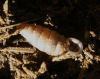 Granaria braunii Granaria braunii