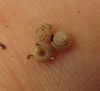 Hawaiia minuscula
