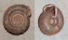 Helicodonta obvoluta