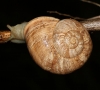 Iberus alonensis