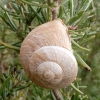 Iberus alonensis