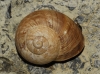 Iberus alonensis
