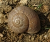 Iberus alonensis