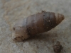 Jaminia quadridens