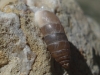Jaminia quadridens
