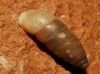 Jaminia quadridens