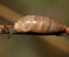 Jaminia quadridens