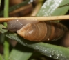 Jaminia quadridens