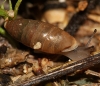 Jaminia quadridens